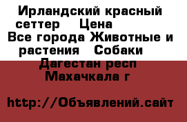 Ирландский красный сеттер. › Цена ­ 30 000 - Все города Животные и растения » Собаки   . Дагестан респ.,Махачкала г.